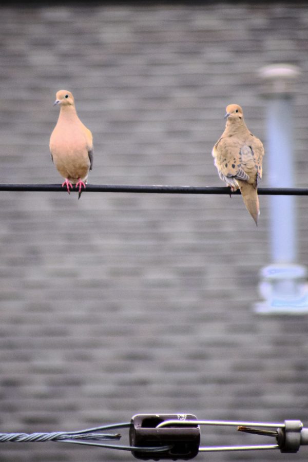 Love Doves I - Image 4