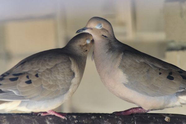Love Doves I - Image 5
