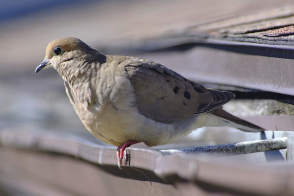Love Doves I - Image 7