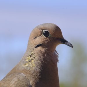 Love Doves I