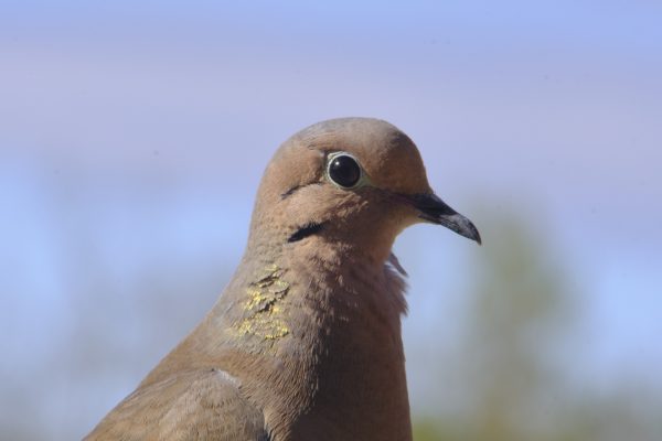 Love Doves I