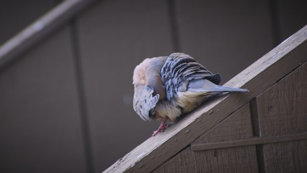 Love Doves I - Image 8