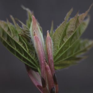 MSU Macros I
