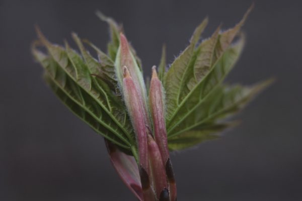 MSU Macros I