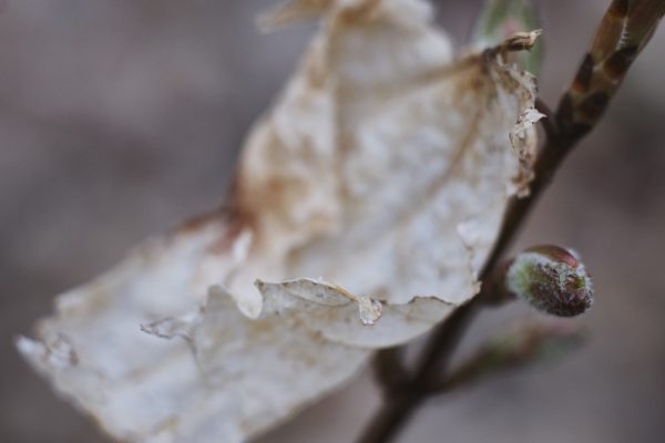 MSU Macros I - Image 8