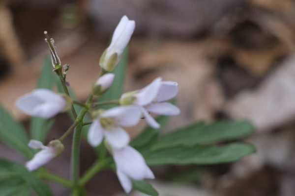 MSU Macros I - Image 4