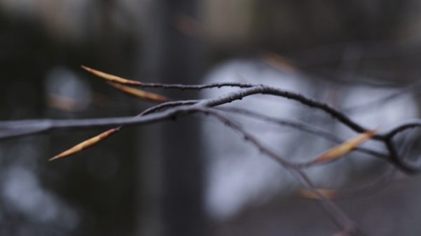 MSU Macros I - Image 3