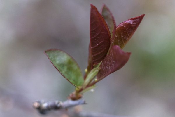 MSU Macros I - Image 2