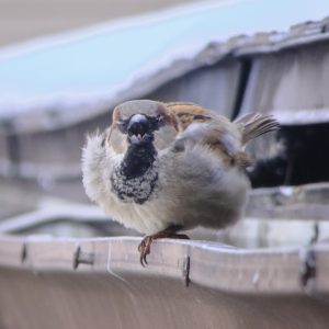 Preacher Birb - The Attitude