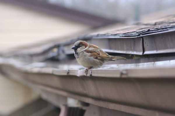 Preacher Birb - The Brilliant - Image 6