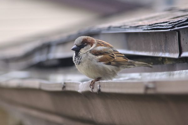 Preacher Birb - The Brilliant - Image 7