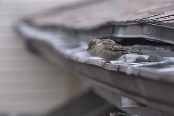 Preacher Birb - The Brilliant - Image 2