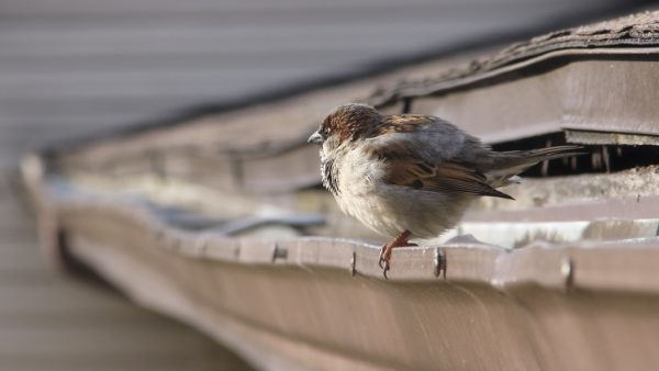 Preacher Birb - The Brilliant - Image 4