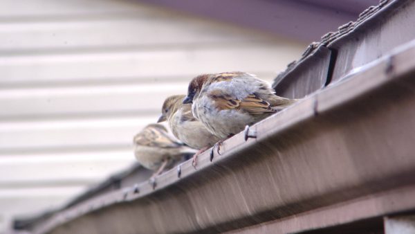 Preacher Birb - The Brilliant - Image 8