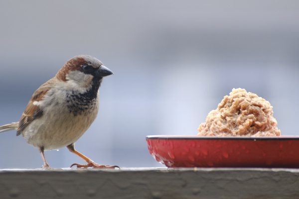 Preacher Birb - The Brilliant - Image 5