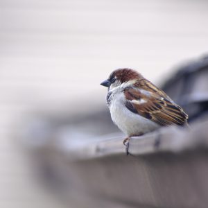 Preacher Birb - The Brilliant