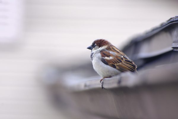 Preacher Birb - The Brilliant