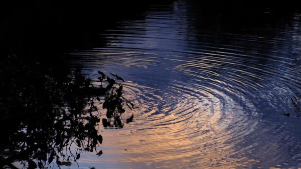 Red Cedar Sunset Drop