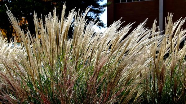 Wheat Wiggle